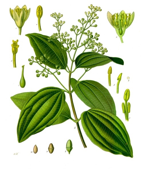 Cinnamon illustration
